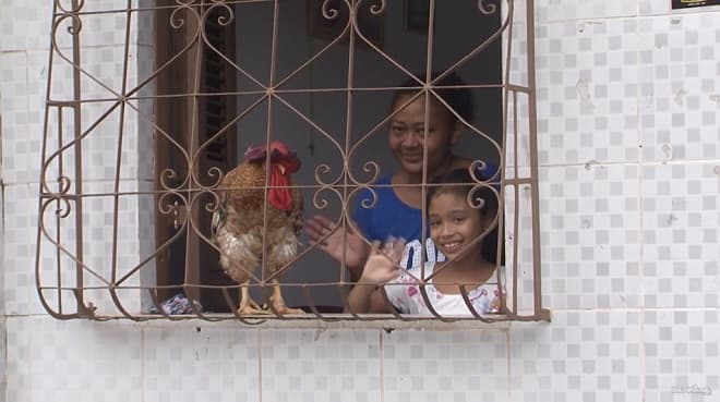 Mulher que cria galo como animal de estimação em São Luís; confira
