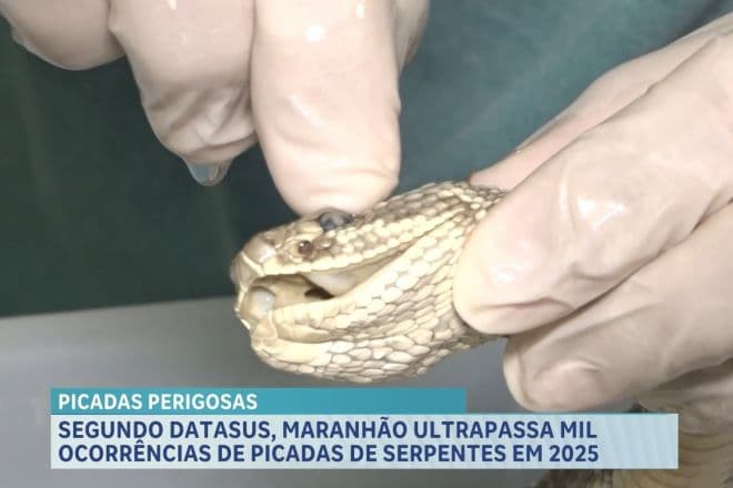 Maranhão já registra mais de mil casos de picadas de serpentes em 2025