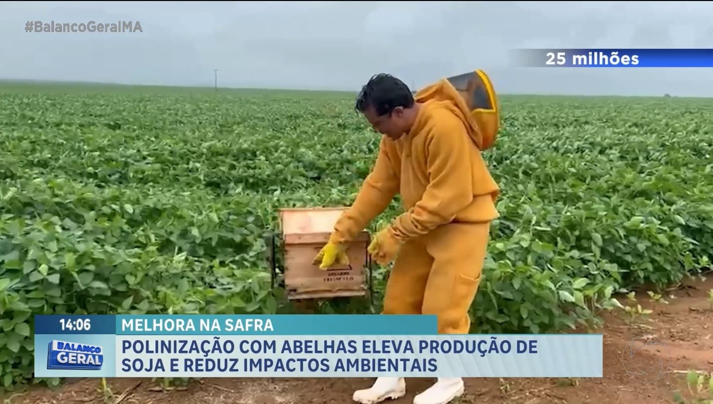 Agro Record: polinização de abelhas eleva produção de soja no município Montividiu