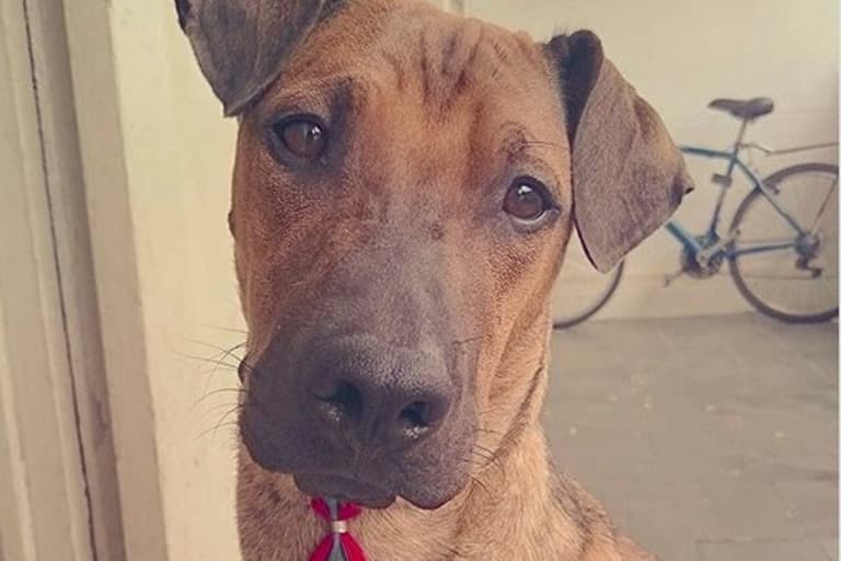 Torcedor do Flamengo rifa ingresso para tratar câncer de cachorro