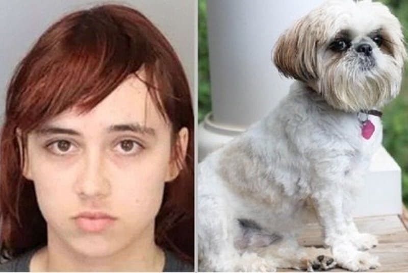 Jovem esquarteja cachorro da avó e guarda partes no armário e freezer