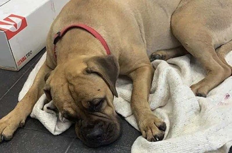 Cadela caminha mais de 200 km para encontrar casal que a devolveu a abrigo
