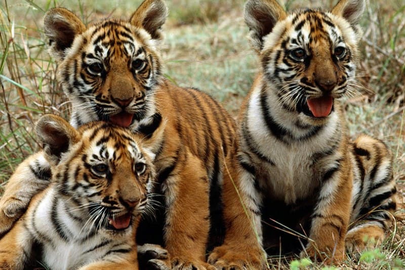tigres