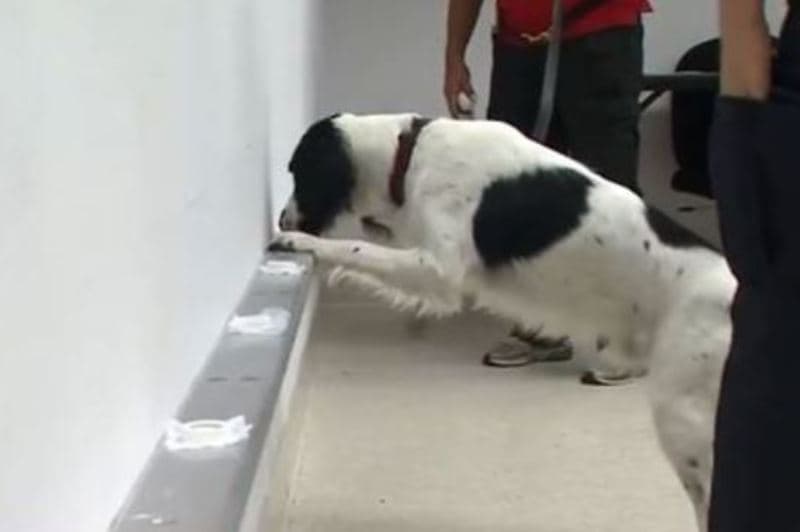 cachorro