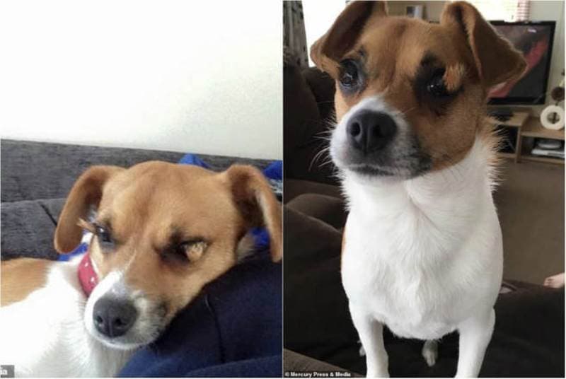 cachorro