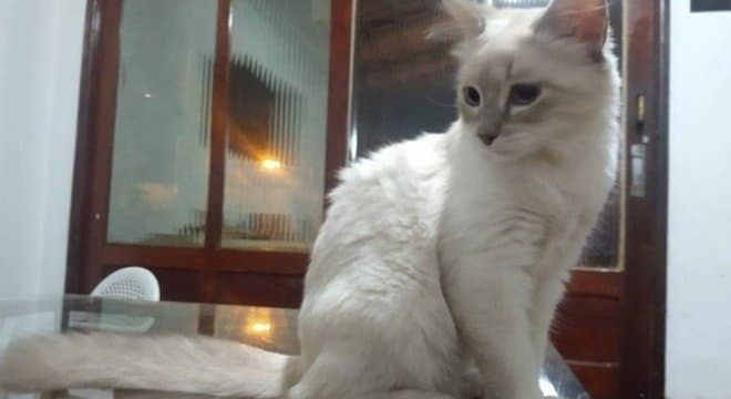 Brasil registra primeiro caso confirmado de covid-19 em gato