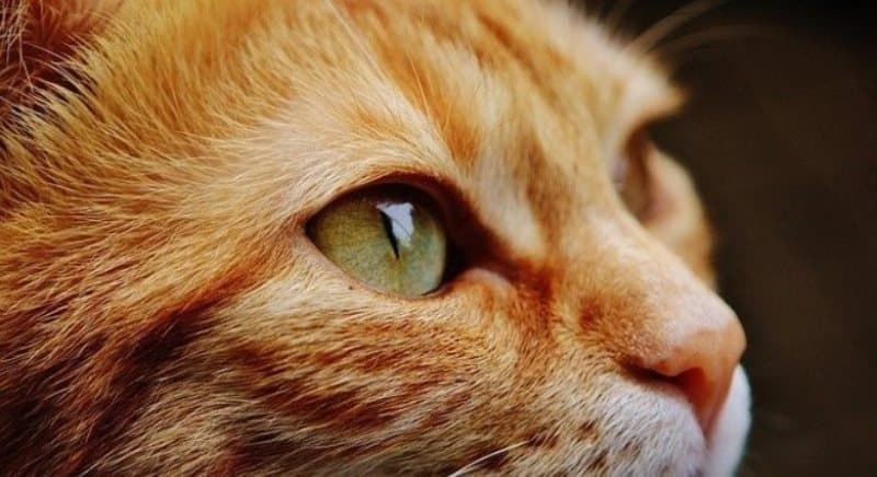 gato