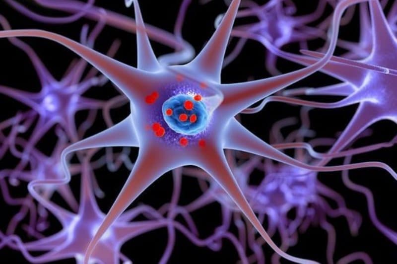 neurônios