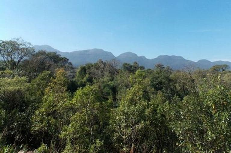 Brasil tem mais de 3 mil espécies ameaçadas de extinção