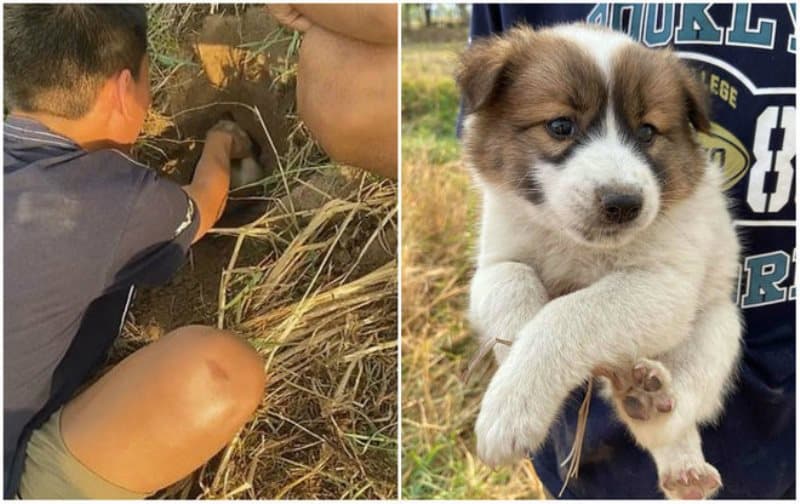 meninos resgatam cachorro