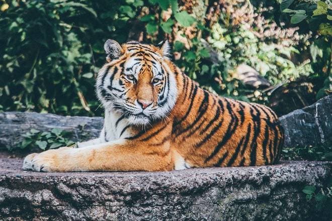 Planeta perdeu 68% dos animais selvagens em 46 anos, diz estudo