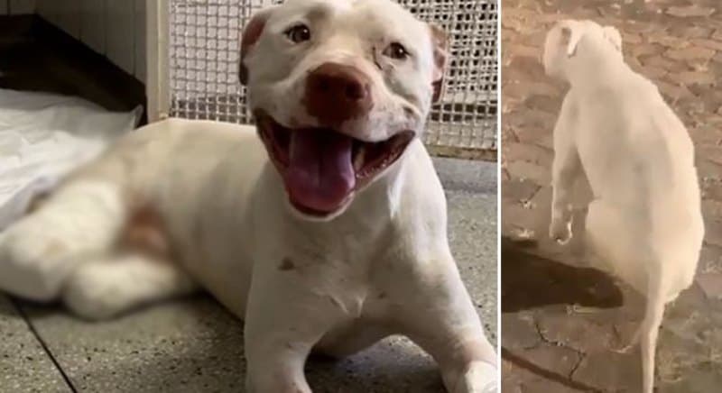 Após ser torturado, pitbull Sansão se recupera e corre em jardim