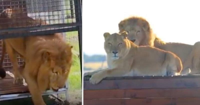 Após 8 anos presos em gaiolas, leões de circo são resgatados