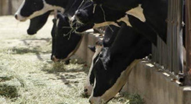 Fiocruz confirma duas pessoas com suspeita da "doença da vaca louca"