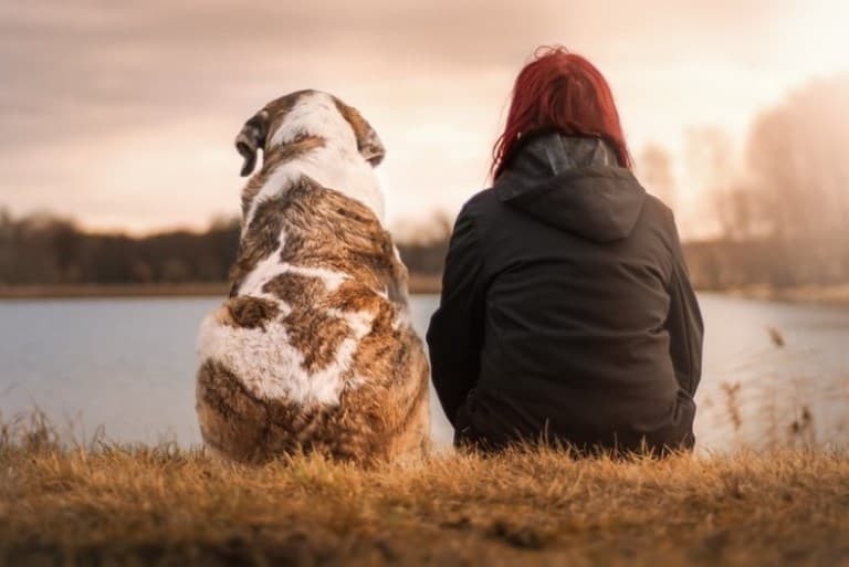 PL autoriza criação de cadastro de animais domésticos na internet