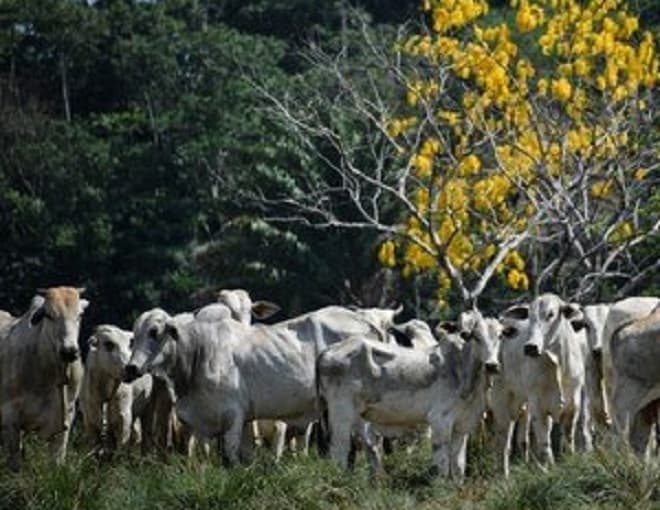 China retoma importação de carne bovina brasileira