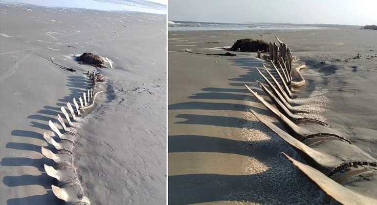 Esqueleto gigante aparece na areia de praia no litoral de São Paulo