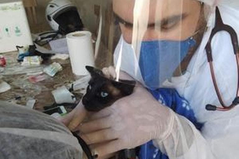 Grupo de estudo confirma primeiro pet com covid-19 em SP
