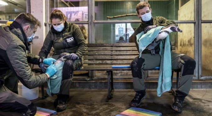 H5N8 tem potencial para se tornar nova pandemia, dizem cientistas