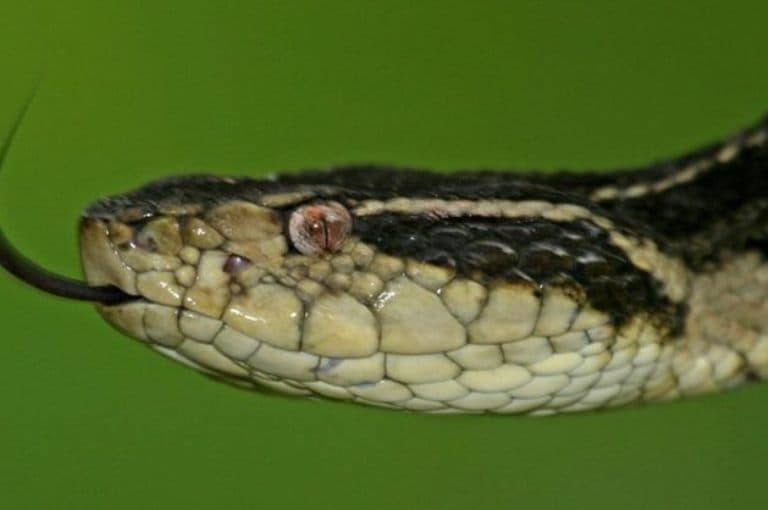 Veneno de cobra brasileira pode evitar reprodução do coronavírus