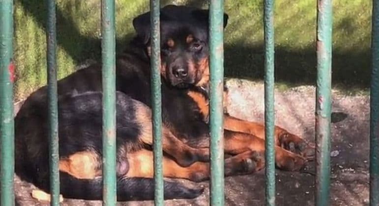 Zoológico chinês vira piada ao substituir lobo por Rottweiler