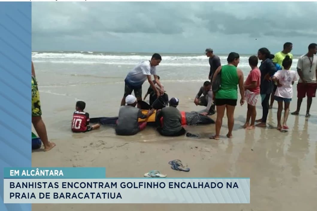 Alcântara: banhistas encontram golfinho encalhado em praia