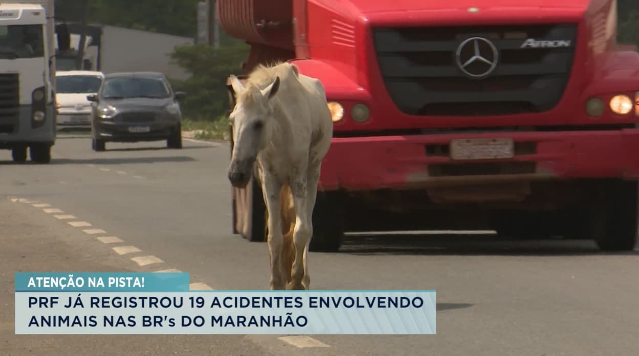 PRF já registrou 19 acidentes envolvendo animais nas BRs do Maranhão