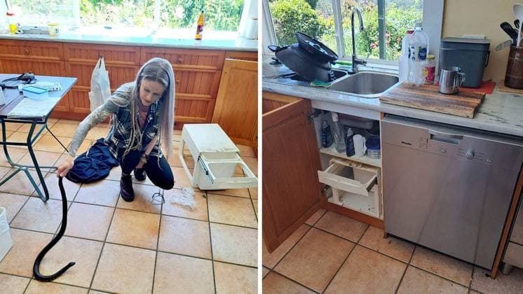 Cobra extremamente letal invade casa
