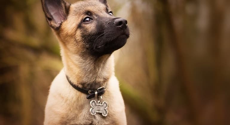 RGA: saiba o que é e como tirar o documento do seu pet