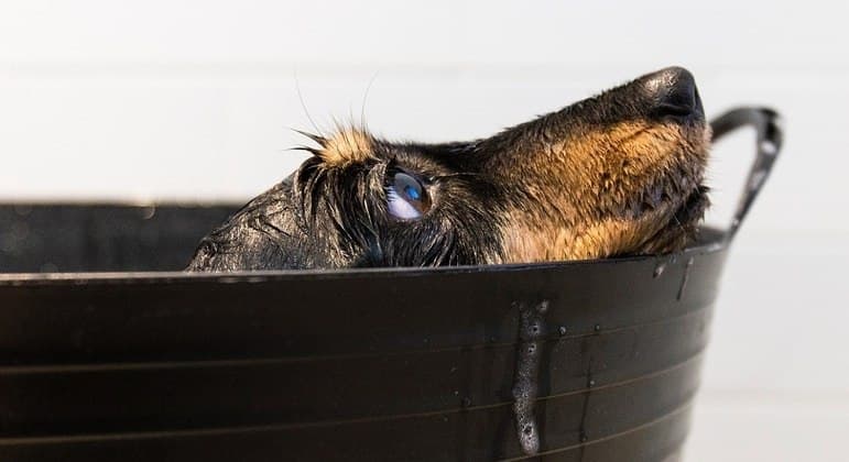 Com que frequência posso dar banho no meu pet?