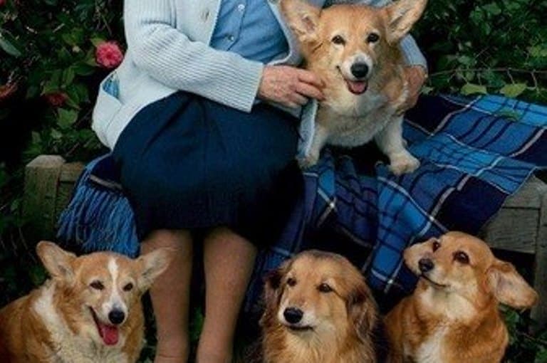 O que acontecerá com cães corgi de Elizabeth 2ª após morte da rainha