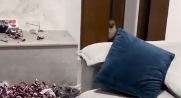 Cachorrinho destrói pacotes de figurinhas da Copa