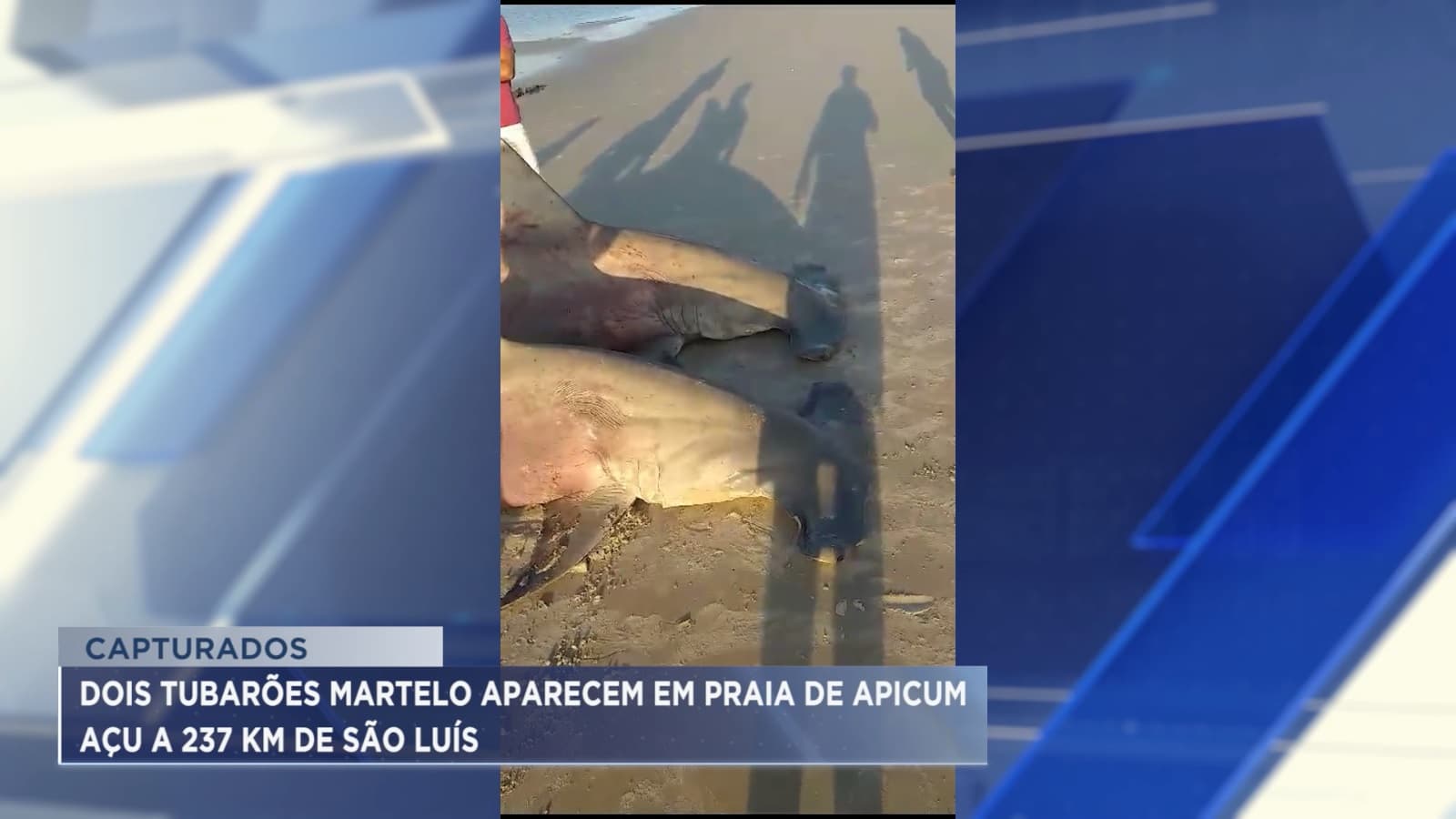 Apicum-Açu: tubarões-martelo são capturados em praia