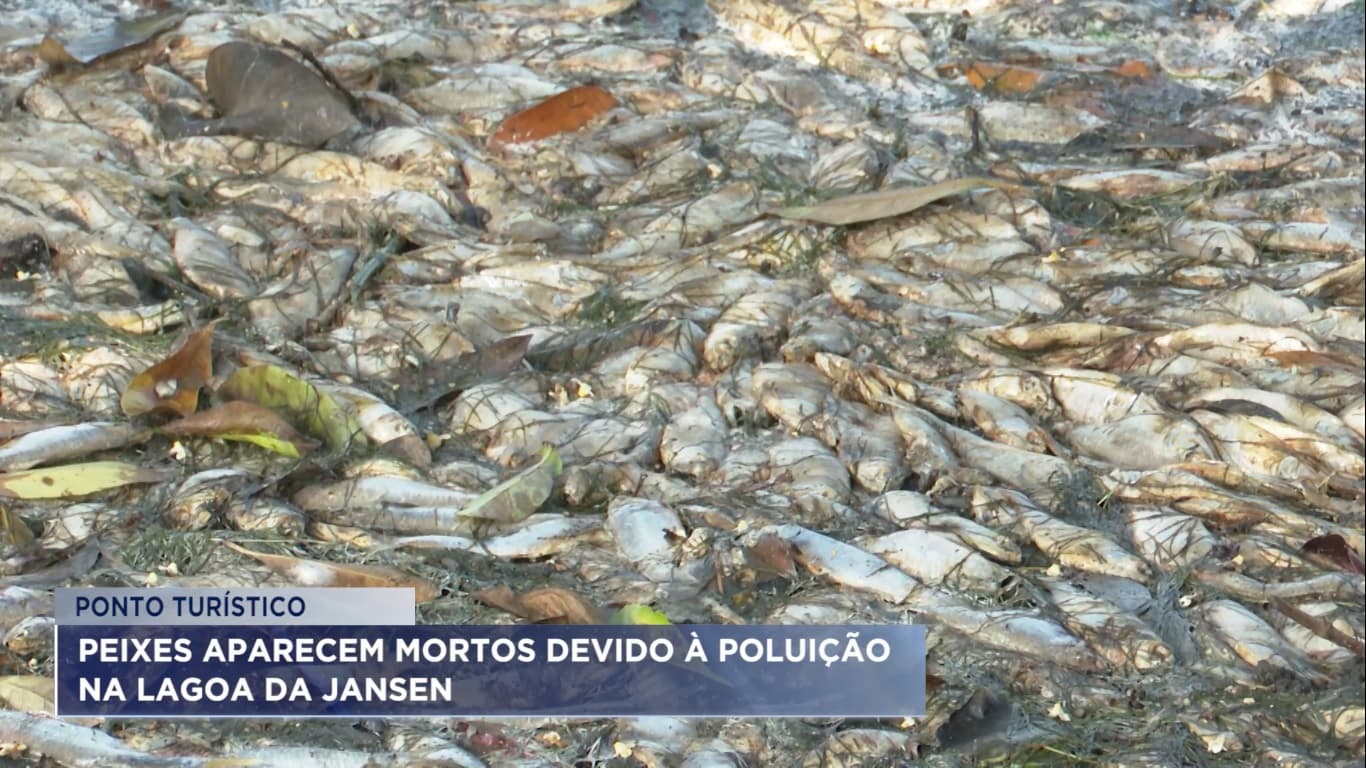 Milhares de peixes aparecem mortos devido à poluição na Lagoa da Jansen