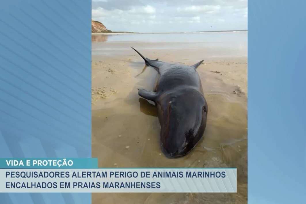 Pesquisadores alertam o perigo de animais marinhos encalhados nas praias do MA