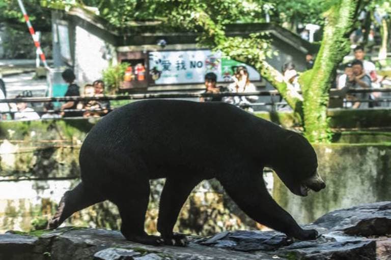 Zoológico nega que seus ursos sejam humanos fantasiados