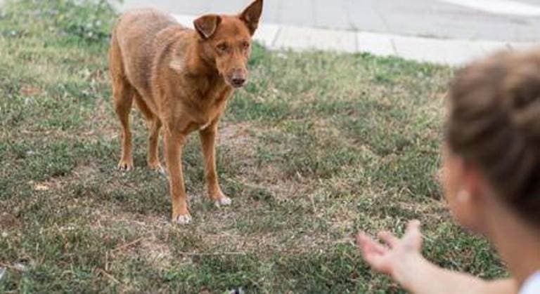 Aplicativo ajuda a identificar nível de dor e mal-estar dos pets e o que o tutor deve fazer