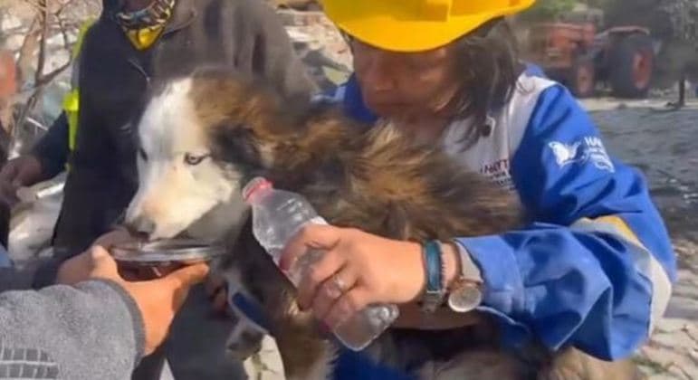 Cachorro é resgatado na Turquia 23 dias após terremoto