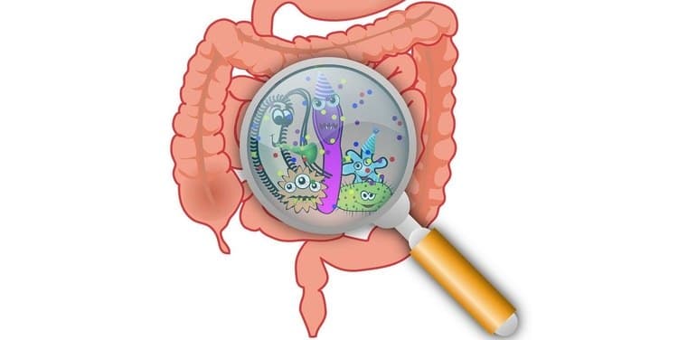 Microbiota intestinal pode ser um escudo contra doenças