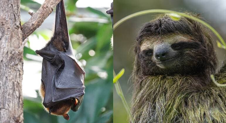 De morcego a bicho-preguiça: 7 mentiras sobre animais que você sempre acreditou