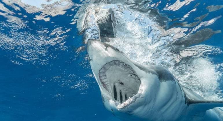 Tubarão branco arranca cabeça de pescador em raro ataque no México