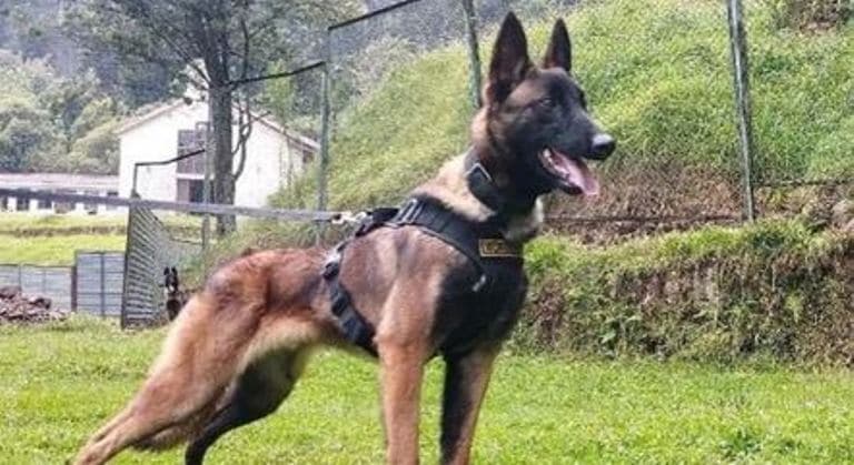 Buscas pelo cão farejador Wilson são suspensas pelo exército colombiano