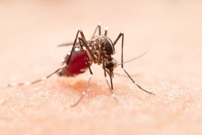 Governo do Maranhão recebe primeiro lote da vacina contra a dengue