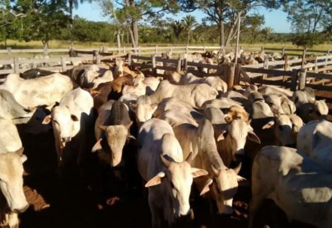 Aged inicia campanha de atualização cadastral de produtores e de propriedades rurais no Maranhão