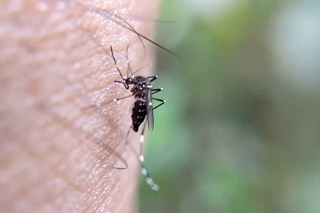 Dengue: veja medicamentos que são contraindicados no tratamento da doença
