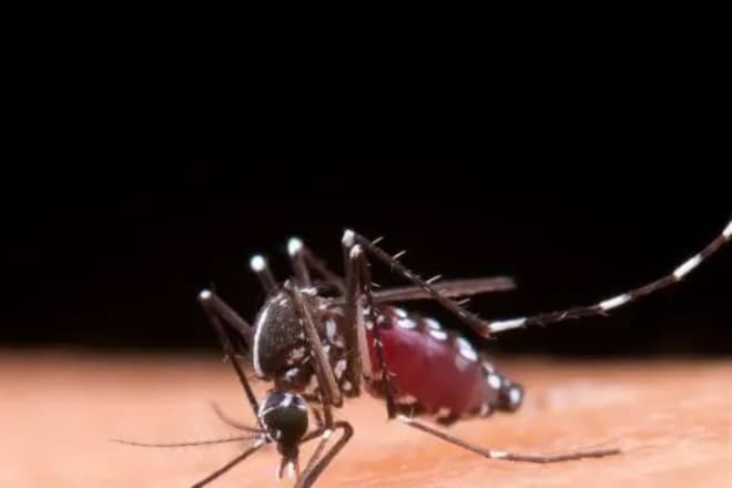 Casos de dengue no Brasil ultrapassam meio milhão em 2024
