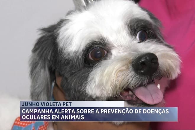Junho Violeta: campanha alerta sobre doenças oculares em cães e gatos