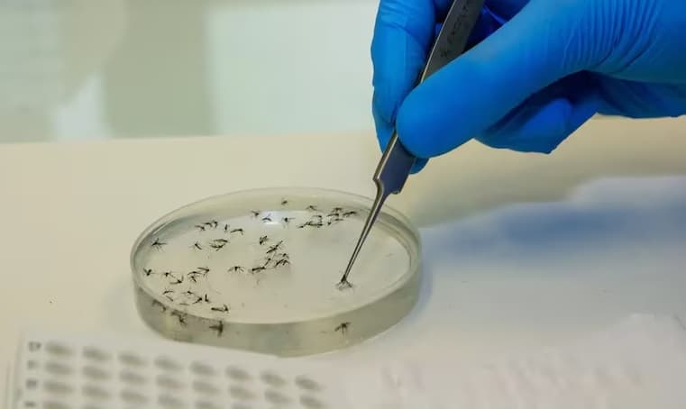 Brasil tem mais mortes por dengue em seis meses que em sete anos somados