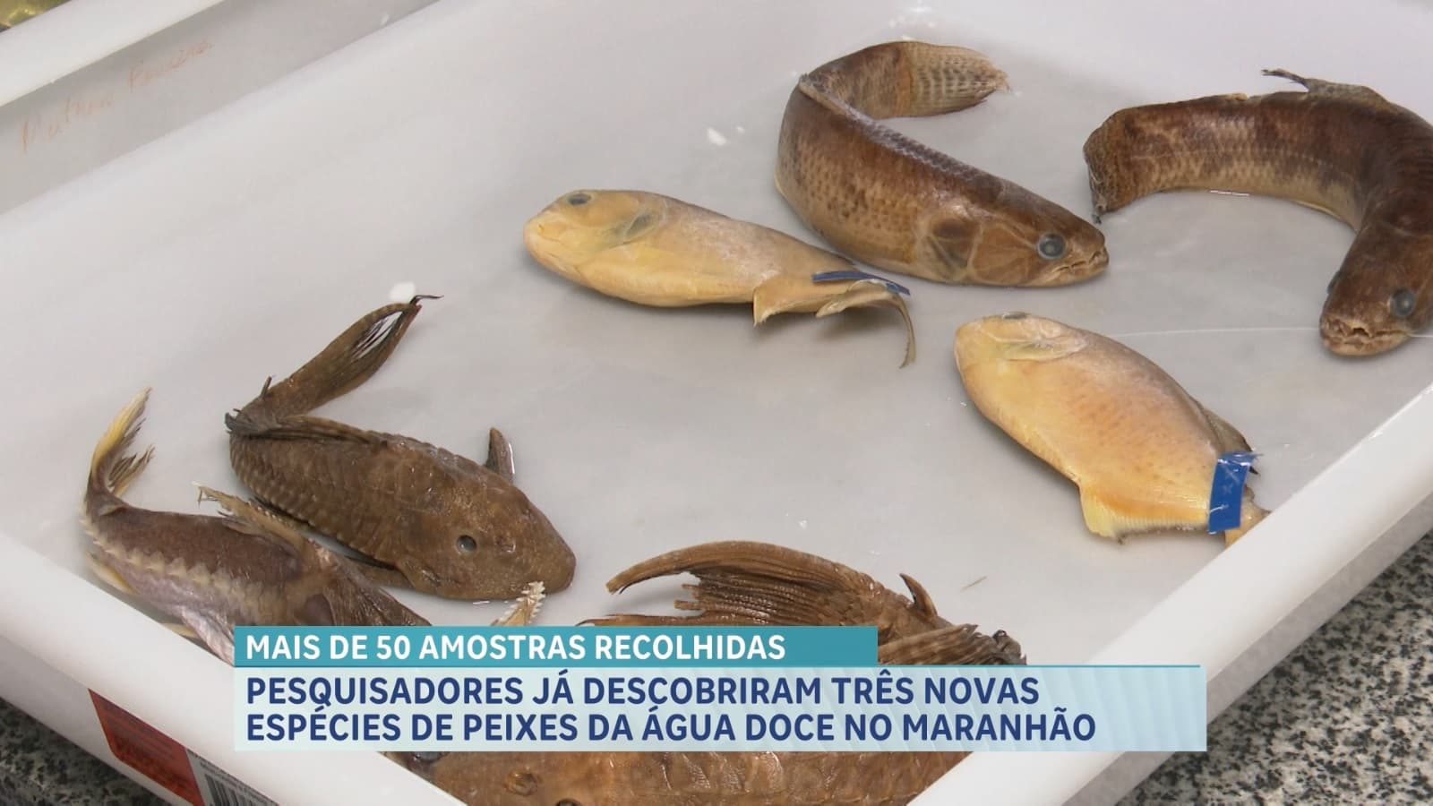 Pesquisadores da Uema descobrem novas espécies de peixes de água doce