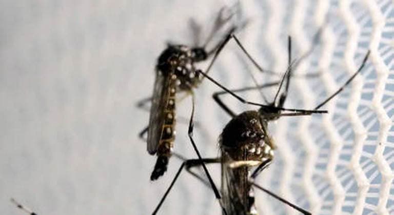 Governo de São Paulo decreta emergência para dengue no estado